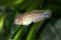 FH_GRO_2546(Tateurndina ocellicauda)